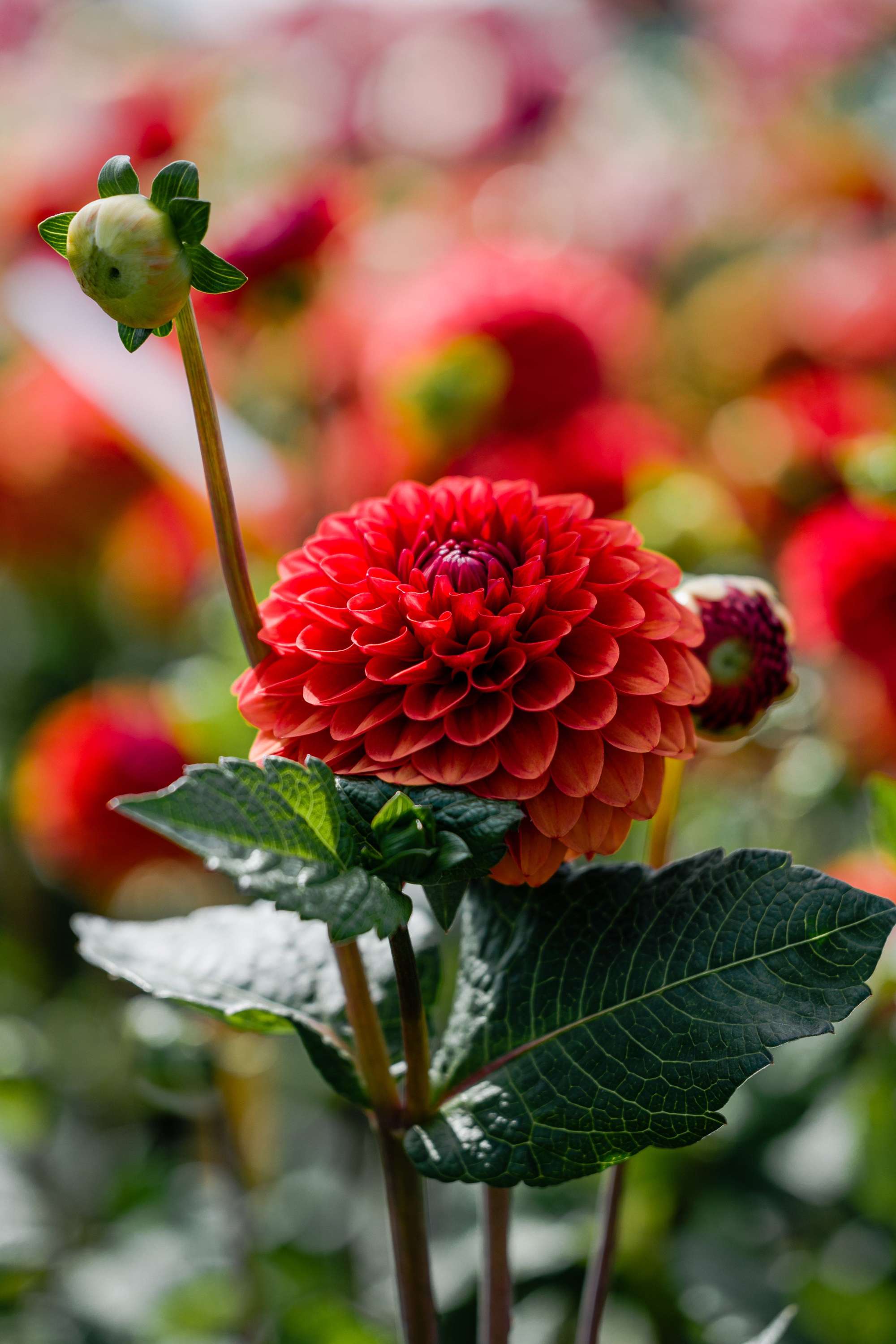 Dahlia 'Brown Sugar'